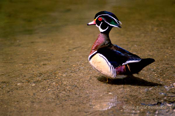 Wood-Duck-with-hood-out-Toronto